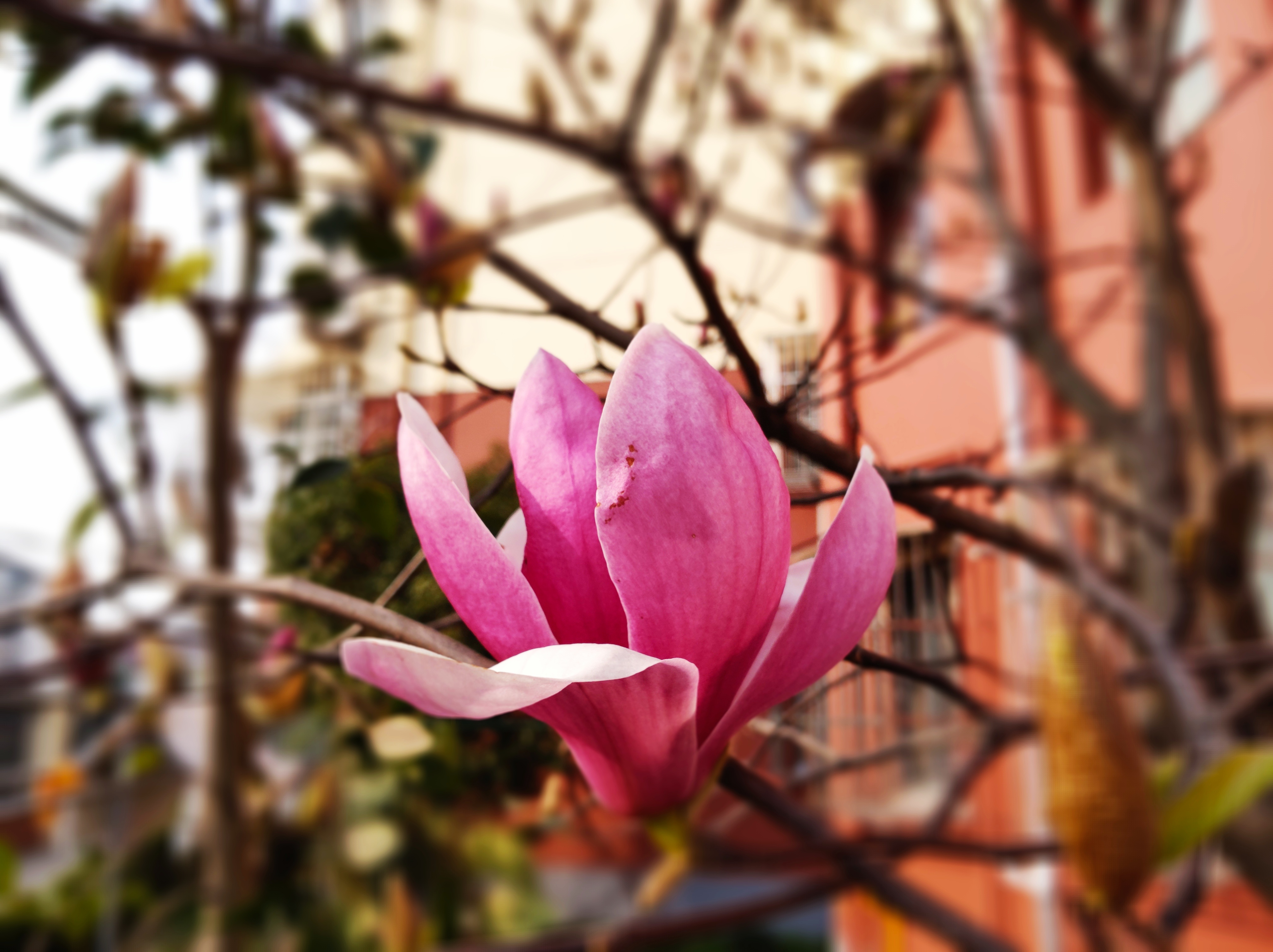 黑鲨游戏手机2.12.5,黑鲨游戏手机2代黑鲨helo