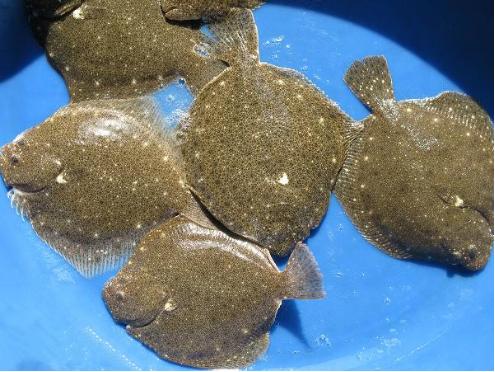 大菱鲆的养殖技术修订版,大菱鲆养殖技术分享