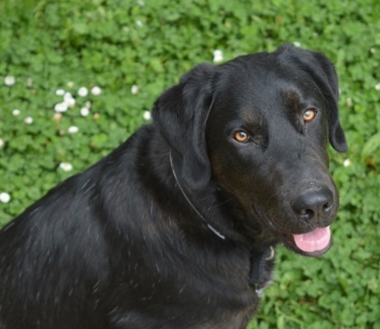 适合老年人养的狗排行榜,适合老人养的狗好养活的品种