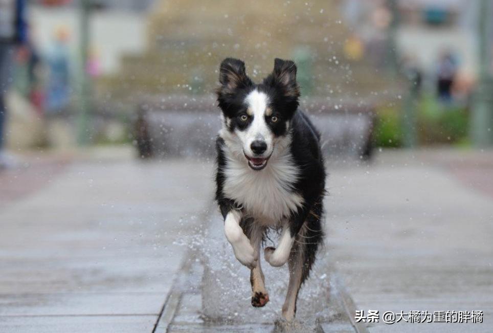边牧的优点和缺点,为什么养了边牧