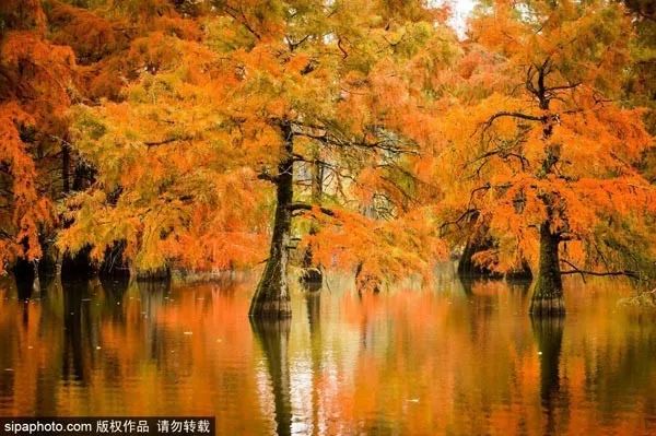 再不去玩就晚了！北京秋游倒计时！爬​山、赏叶、观鸟…随便您怎么嗨！