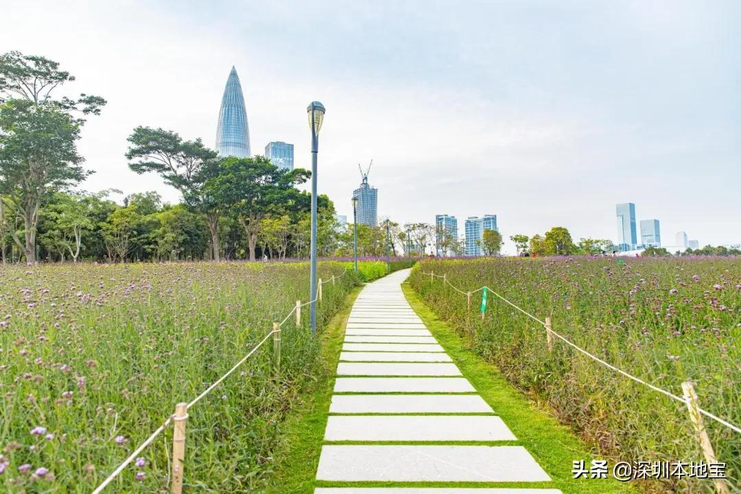 深圳经济特区民生建设,深圳经济发展方向南山区