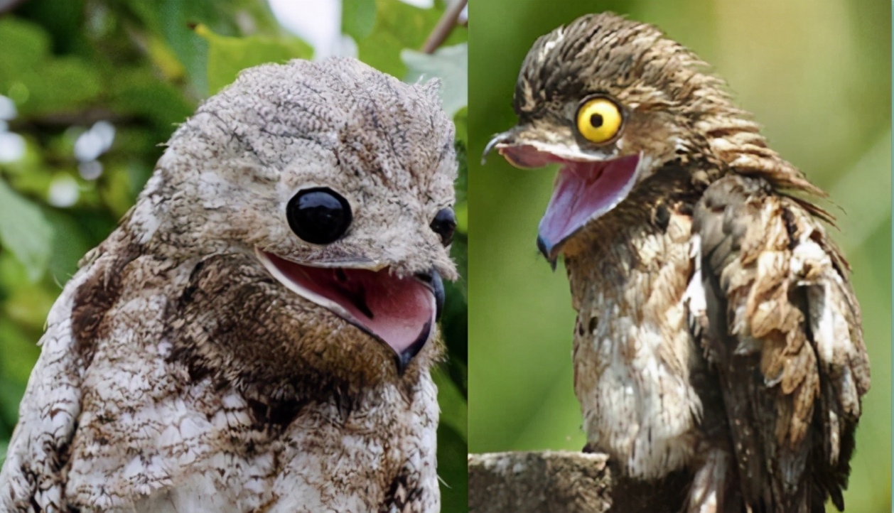 如幽灵般的鸟，一动不动假装别人“看不见我”，张开大嘴有点诡异