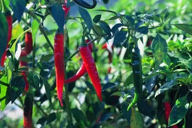 辣椒种植后如何施肥,辣椒种植后怎么生根