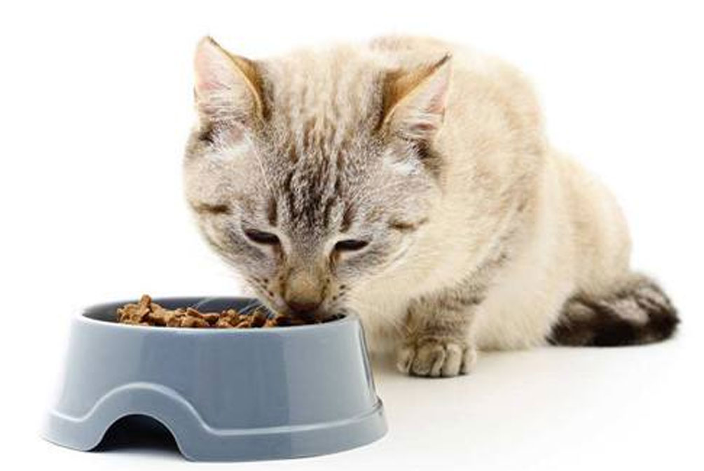 猫的耳朵好像发热是怎么回事,猫为什么耳朵热