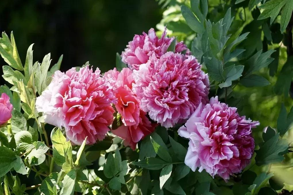 最适合赏花的花,视觉盛宴五种赏花名花供您选择