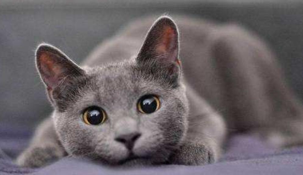 英短蓝白母猫最佳绝育年龄,英短蓝猫小奶猫的成长历程