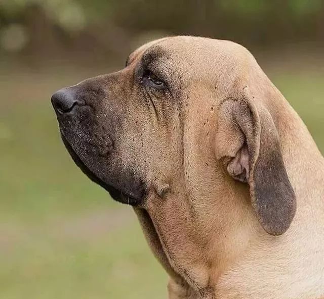 世界上最强的10种狗排名,世界上巨型狗大全