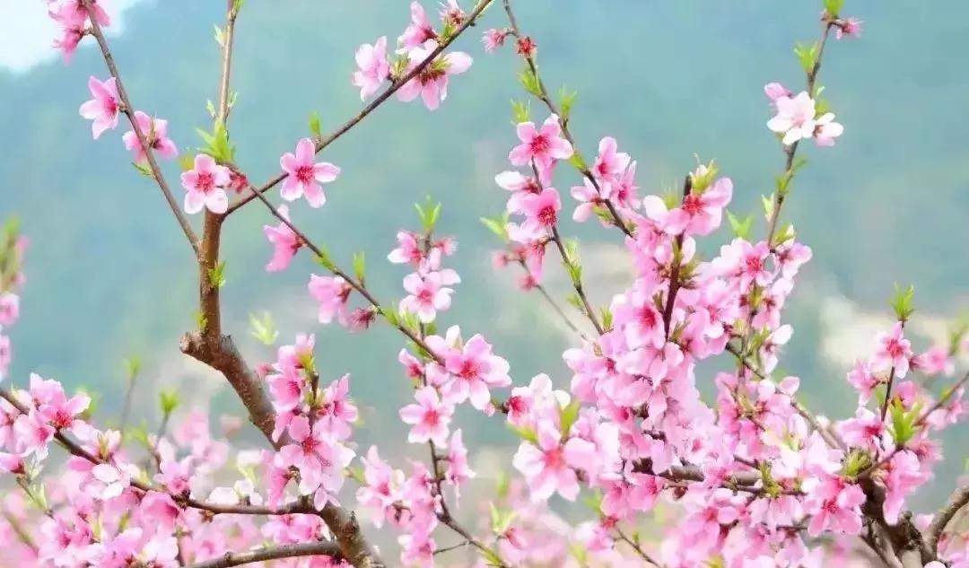 天津赏花好玩的公园,天津东丽湖哪里可以赏花