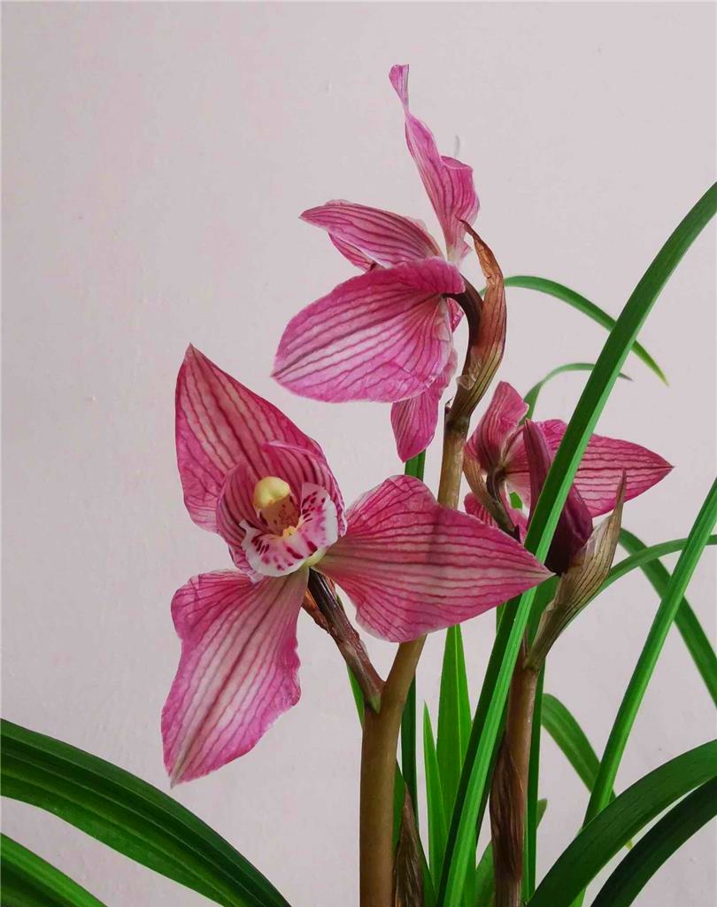 四川下山的一颗翻版蝉翼红荷，后来成为兰家争相收藏的精品