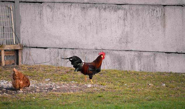 高温热死鸡管理技术,热死鸡怎么办最有效