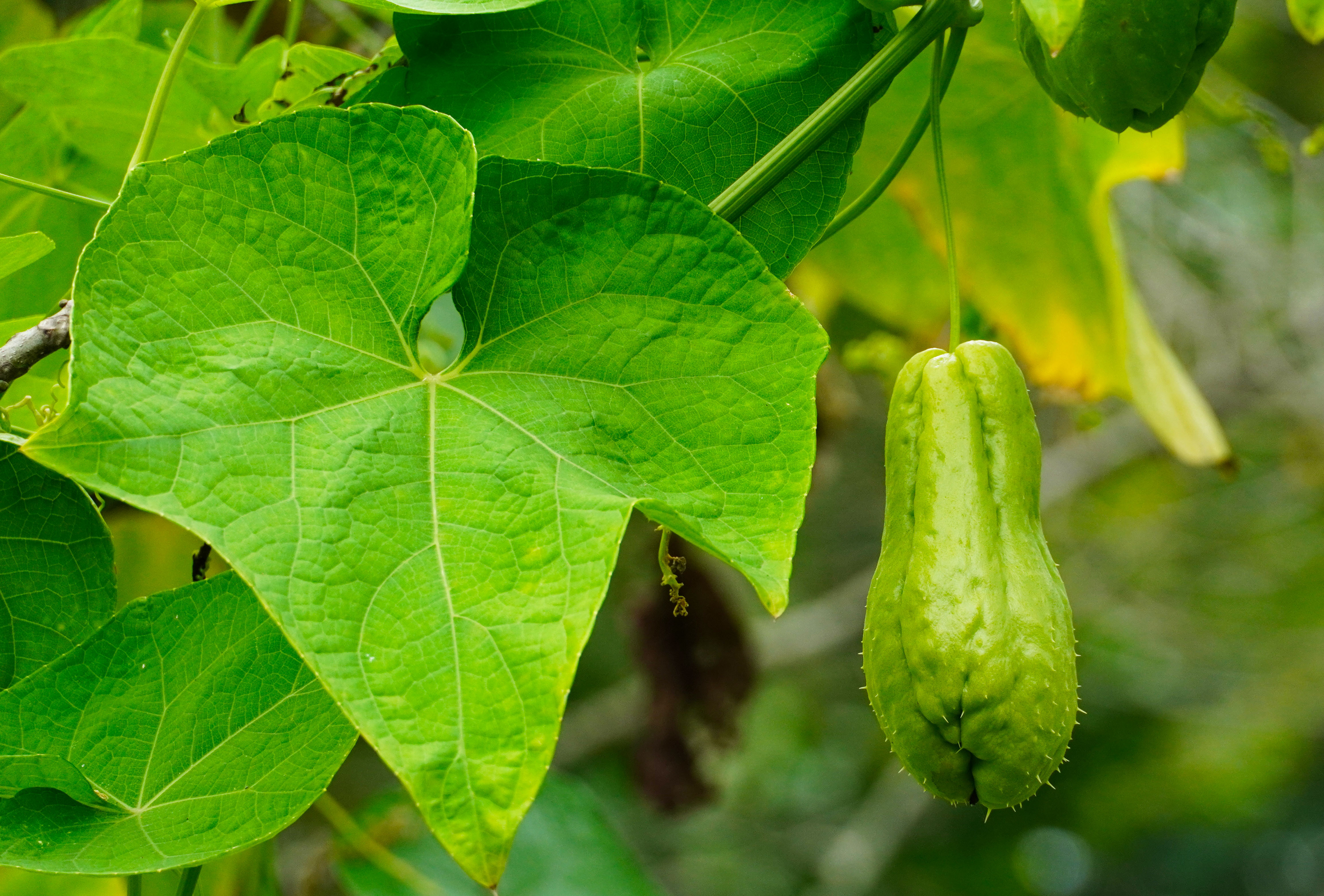 乡里南瓜子土特产,农家土特产南瓜子