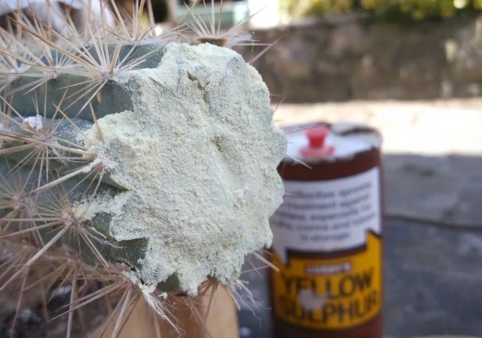 仙人掌的根烂了怎么补救视频,仙人掌类茎腐病的病原有哪些