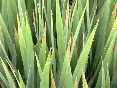 水稻秧苗红叶怎么办,水稻早期红叶病怎么回事