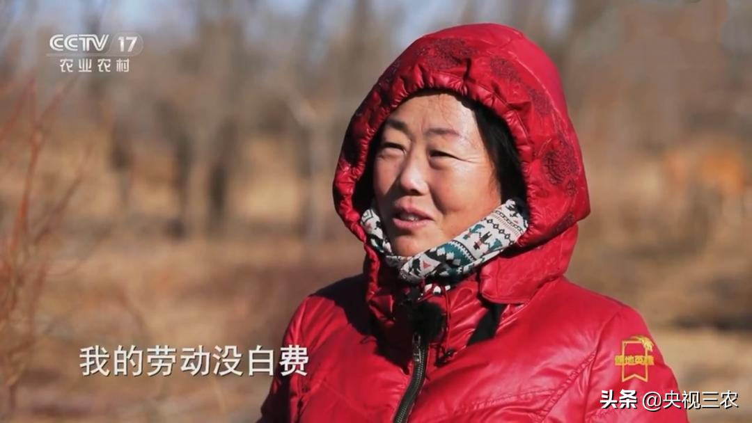 荒漠变绿洲不怕苦也不认命,荒漠变绿洲24年种下300万棵树