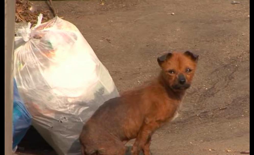 狗狗被烫掉毛了,狗狗被卖到宠物店了怎么办
