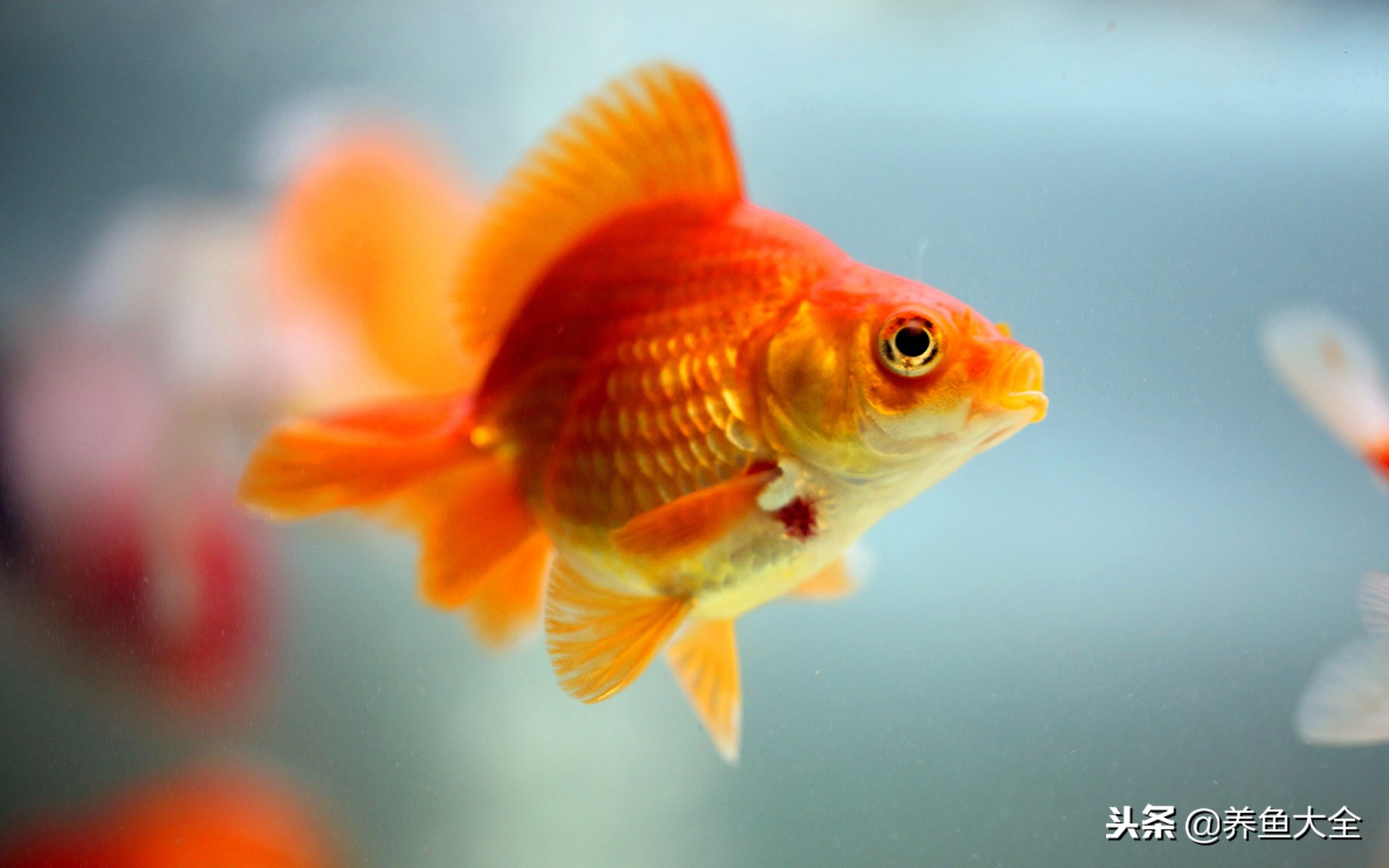 喂饲料鱼缸浑水解决办法,怎么治理鱼缸浑水