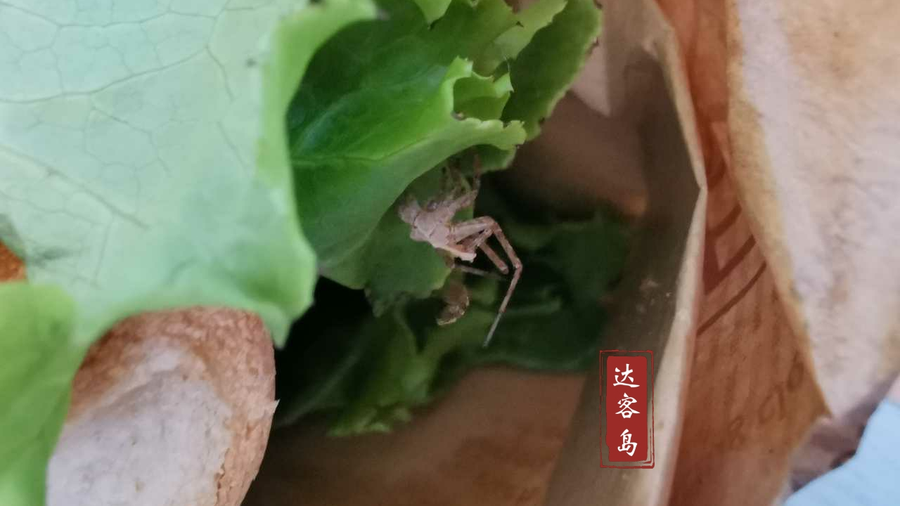辽宁葫芦岛，吃饭吃出一只大蜘蛛，网友吐槽：还剩半只