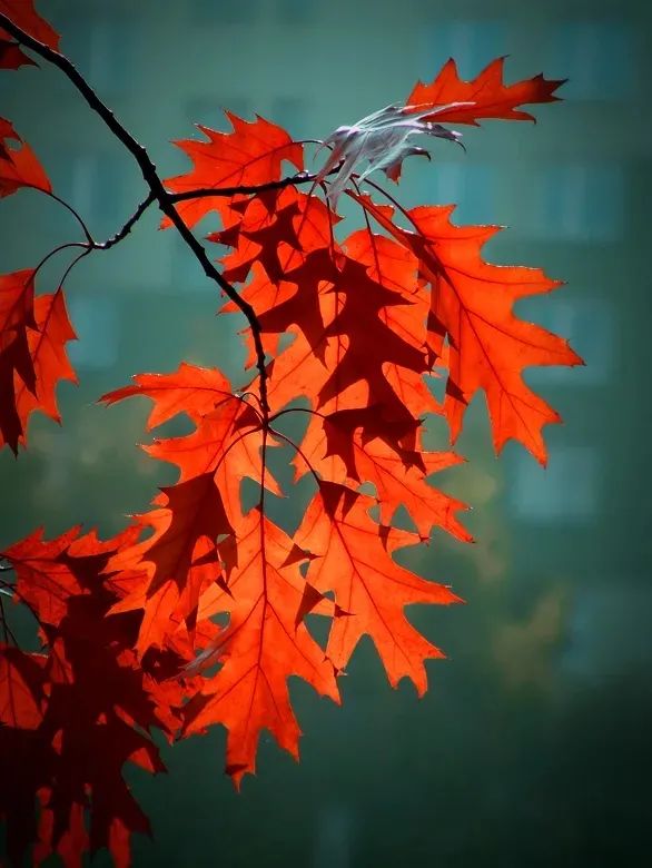 红叶诗词100首,32首唯美红叶诗词静赏绚烂秋日