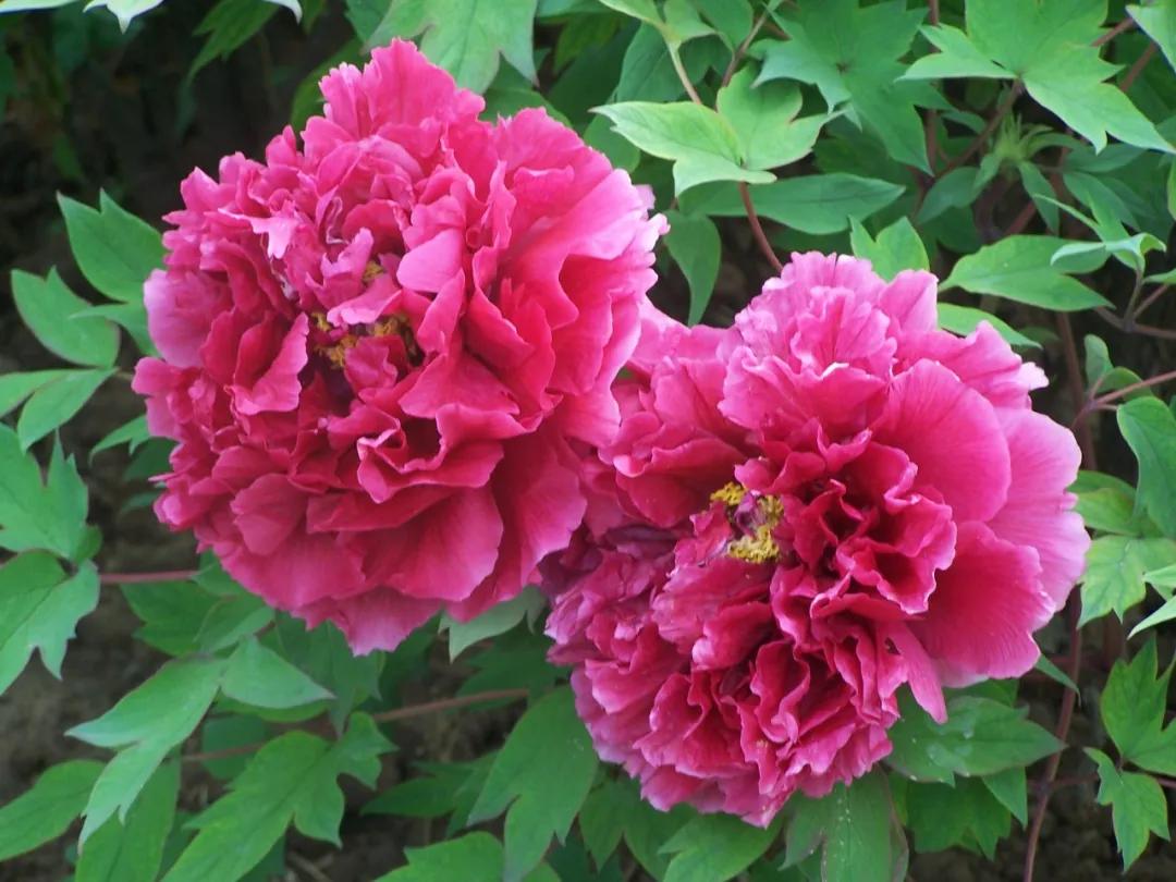 国色天香牡丹花雍容华贵,花中之王国色天香牡丹花