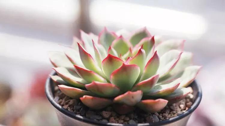 多肉叶插成功的喜悦和心情,多肉叶插最好的方法