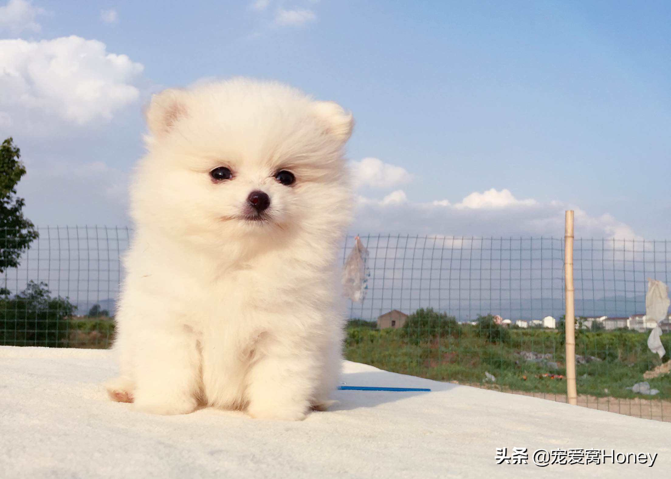 博美狗狗生病特效药,博美狗狗得了细小该怎么治