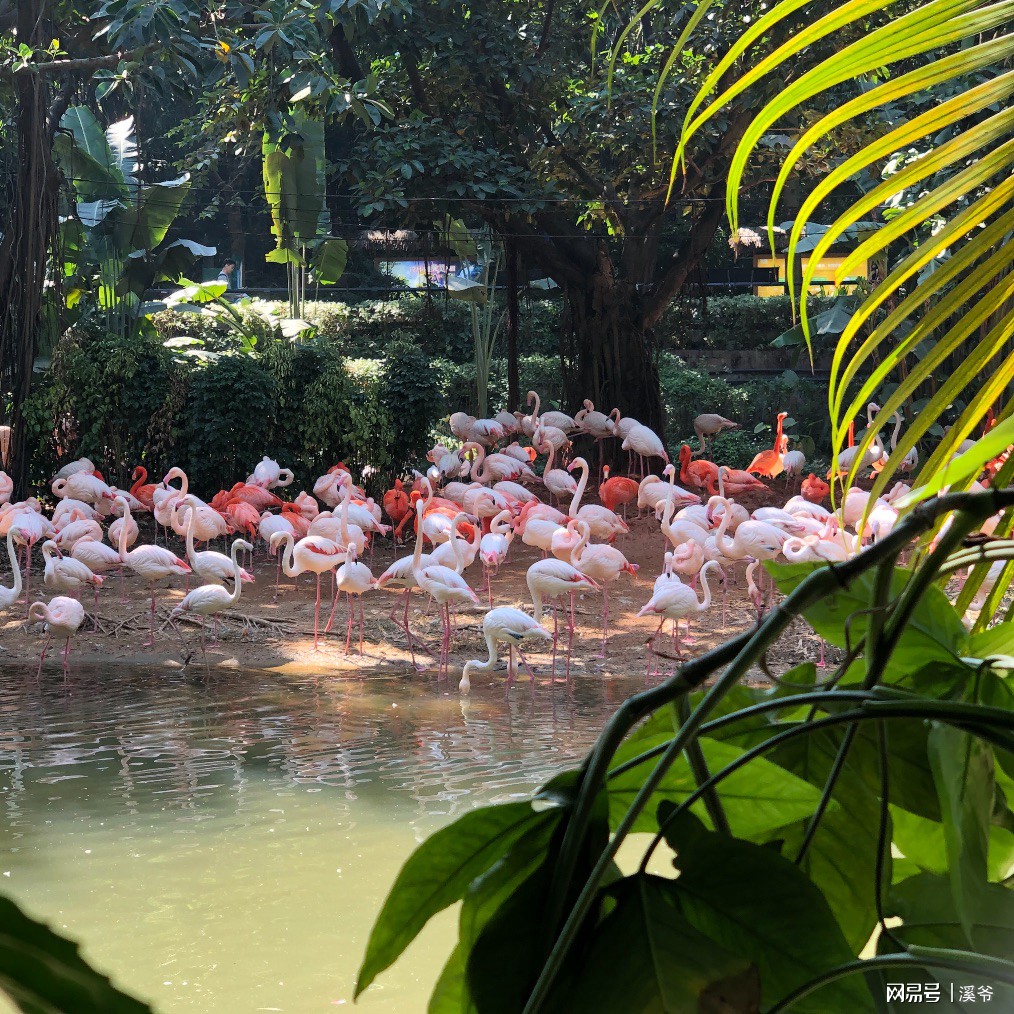 打卡国内热门榜1亲子游--广州长隆旅行攻略附带震撼价格！