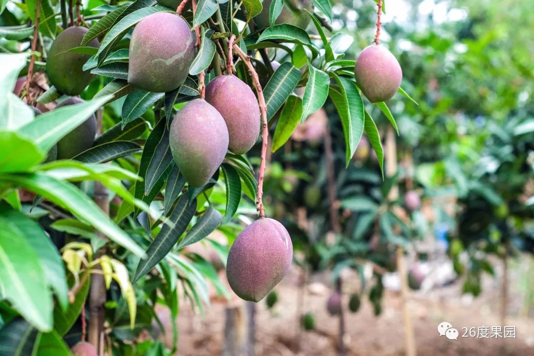 苹果芒都有哪些品种,七彩苹果芒