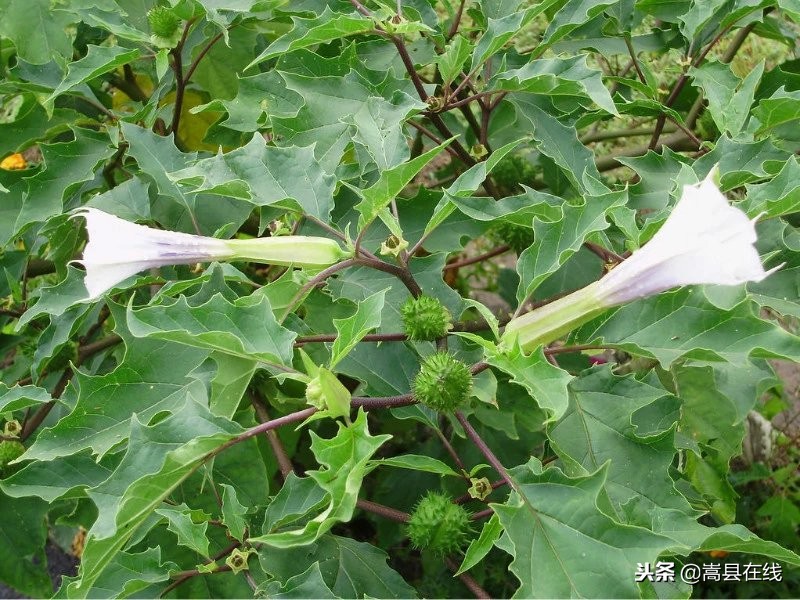 农村身边常见中草药不要错过这些宝贝！