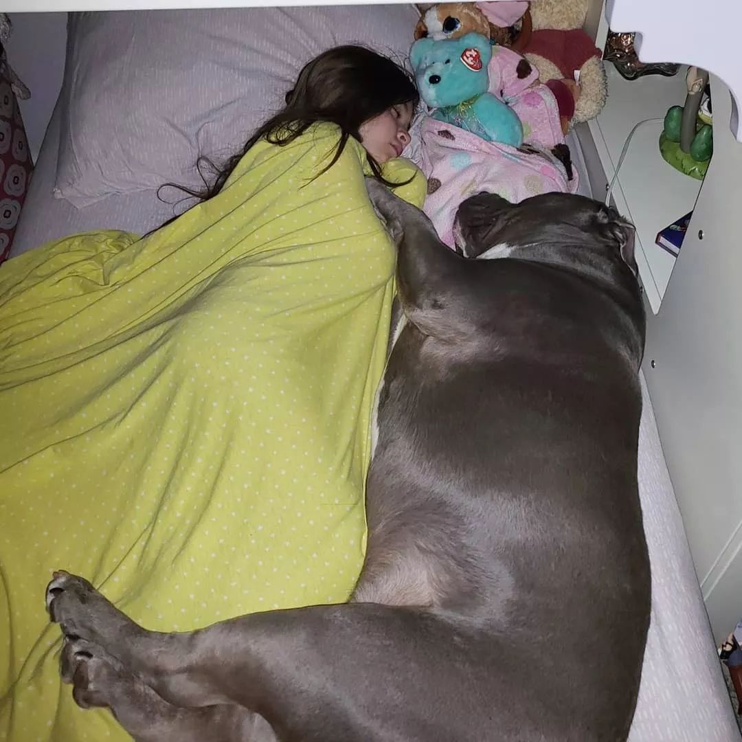 比特犬领养,比特犬温暖的一幕