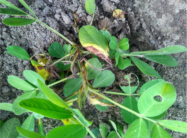 种花生会长什么虫,花生地里长的大白虫子怎么办