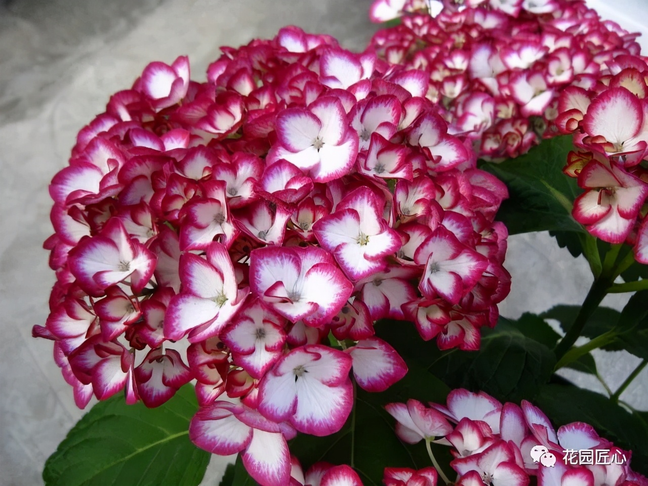 最漂亮的十种绣球,最省心的绣球