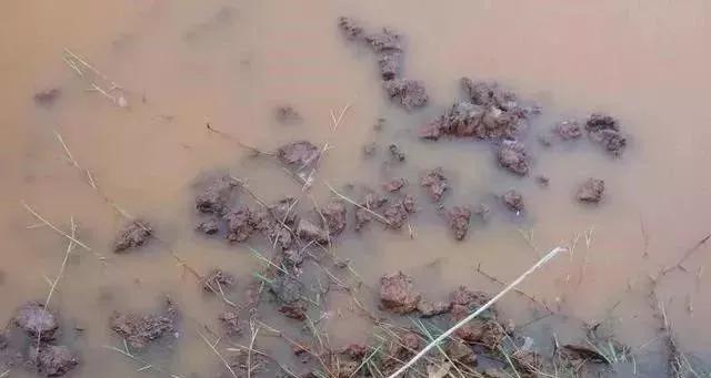 塘中的铁锈水是怎么回事,铁锈水的解决方法