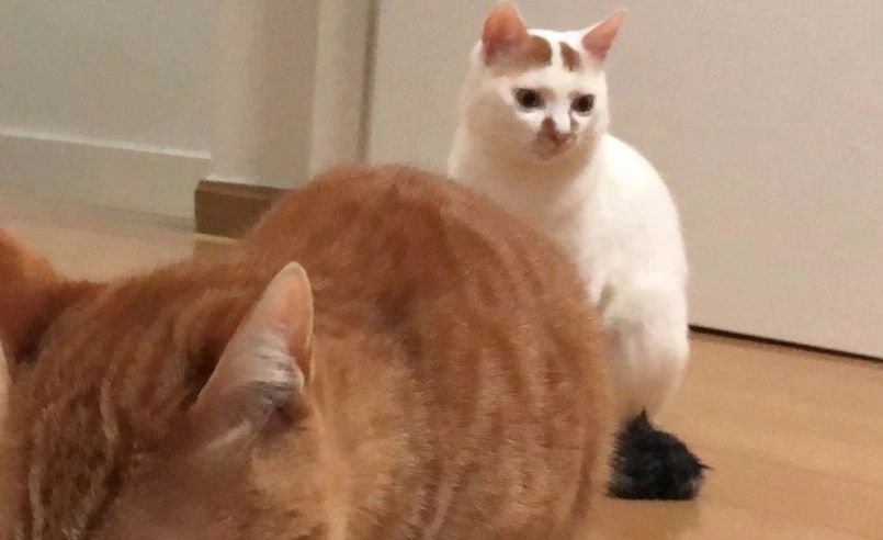 让铲屎官来告诉你养猫的四大理由,掌握12条养猫技巧铲屎官省心