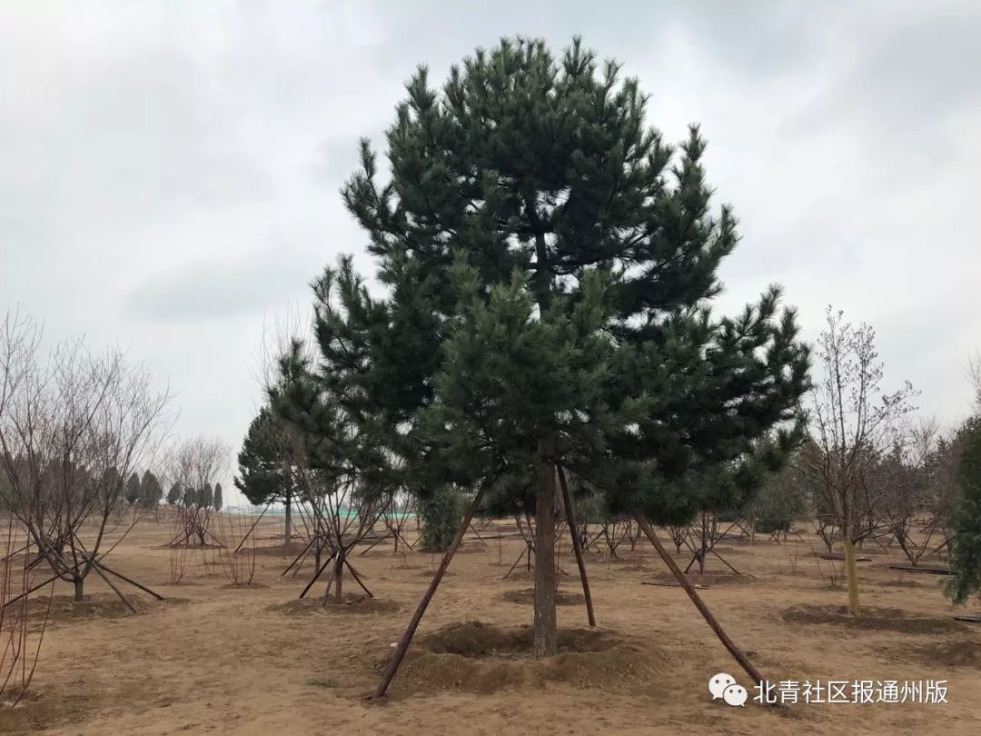 就是通州这5个人，和总书记一起植树了！听听他们都说了啥？