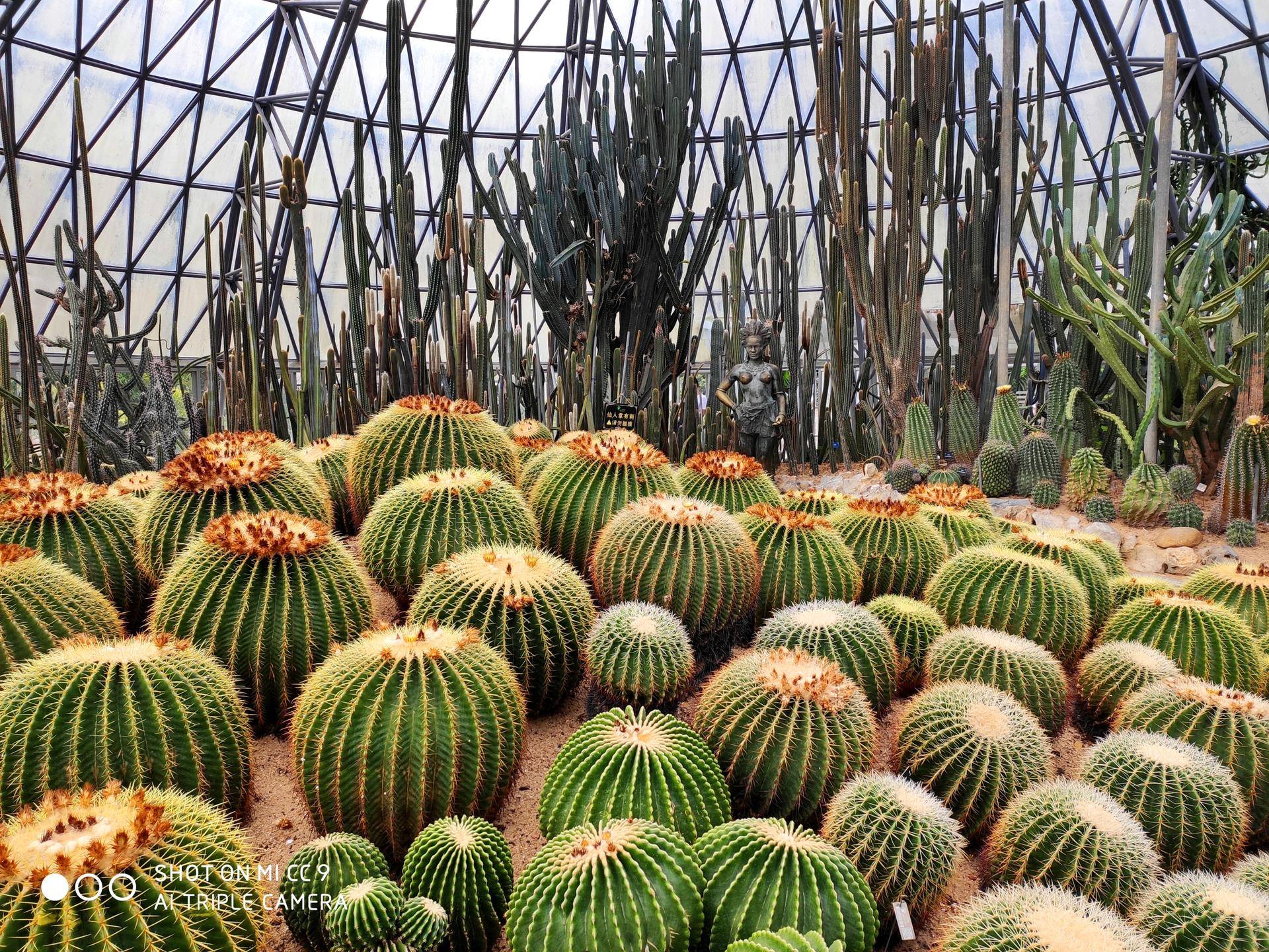 妹子评测小米,小米10s和小米cc9哪个拍照好