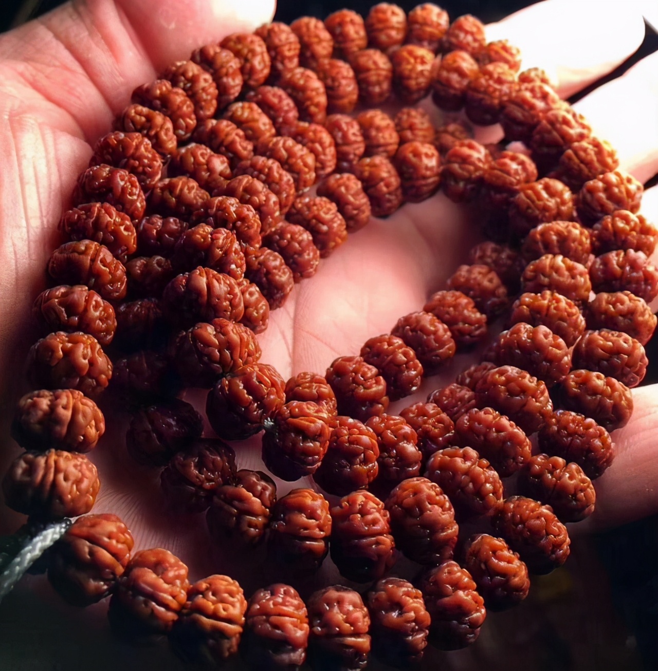 现在不玩金刚菩提了都玩什么,金刚菩提的基础知识