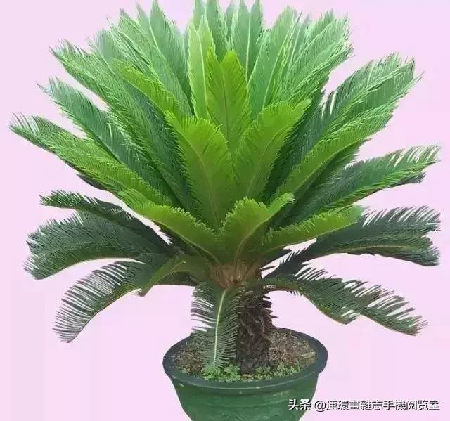 100种常见花卉植物图谱,100种花卉素描图谱