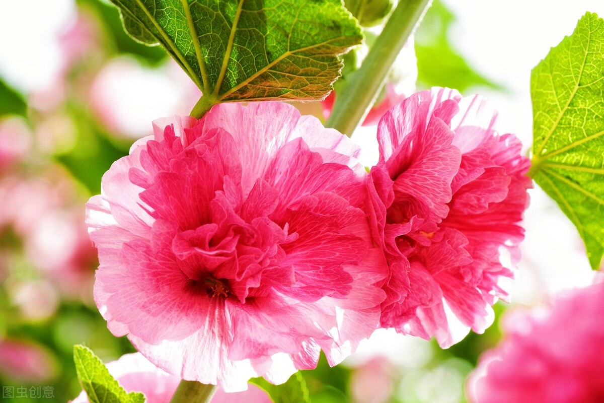 那些令人赞叹的庭院花卉,5种庭院生活方式的花卉