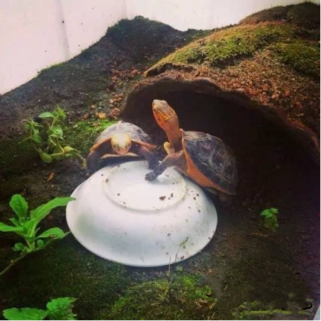 龟友都有自己的态度吗,龟友养龟日常