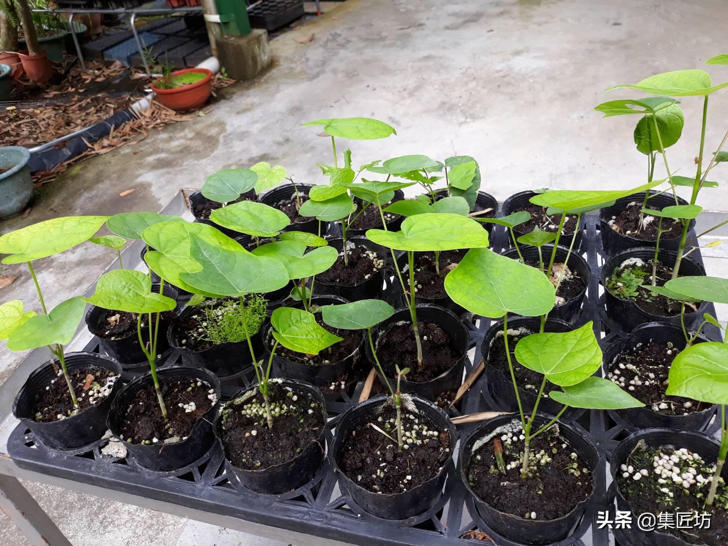 凤栖梧桐的真正意义,凤凰梧桐是哪种梧桐