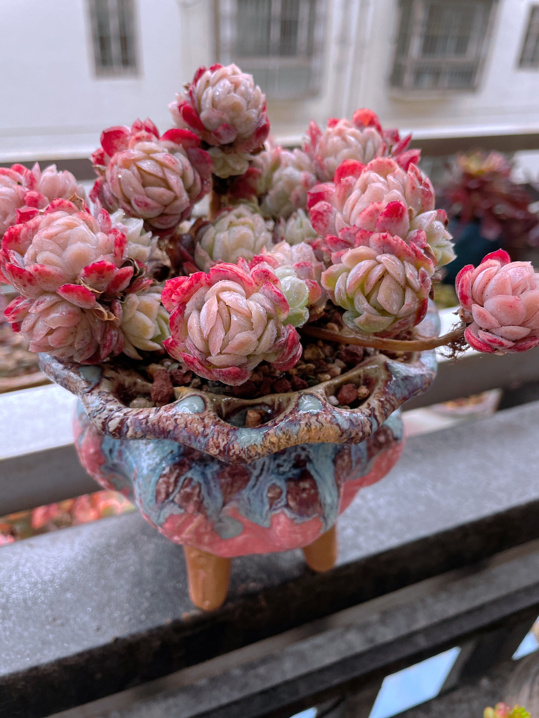 这3款多肉好养易活,这三种多肉不养成盆景就浪费了