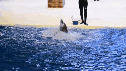 临沂海洋世界优惠券,临沂海洋世界特惠票