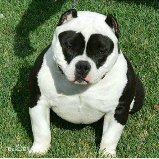 性格温顺的大型犬品种,宠物狗大型犬都有哪些品种