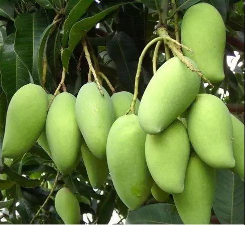 桂七香芒乃芒果之首,桂七香芒和凯特芒果哪个好吃