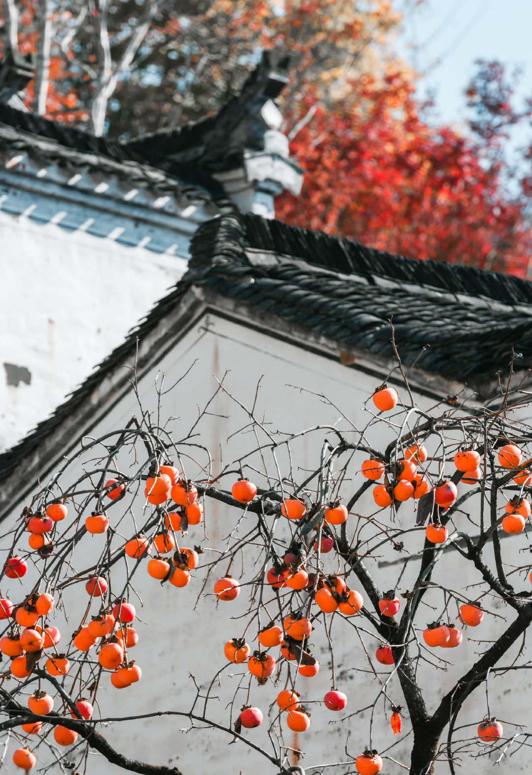 婺源篁岭晒秋古镇忆江南庭院,篁岭最美古村晒秋