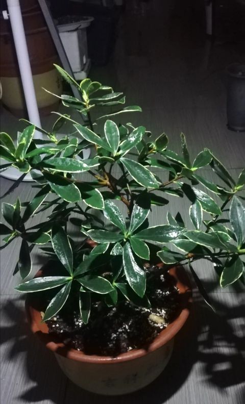 金边瑞香怎么养才能养得更好,金边瑞香怎么养才能长得快