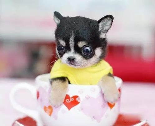 72种名犬分类介绍及图片,72种名犬及图片