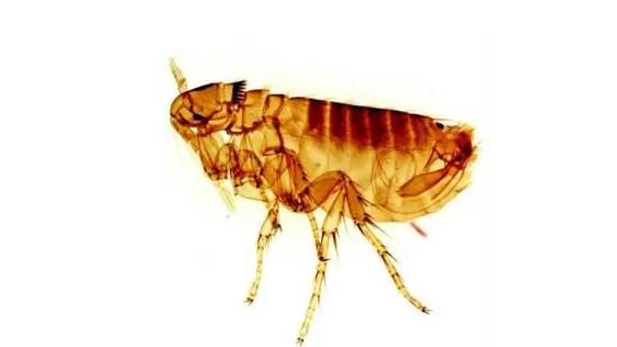 小小跳蚤全部小说,小小的跳蚤竟能养这么大