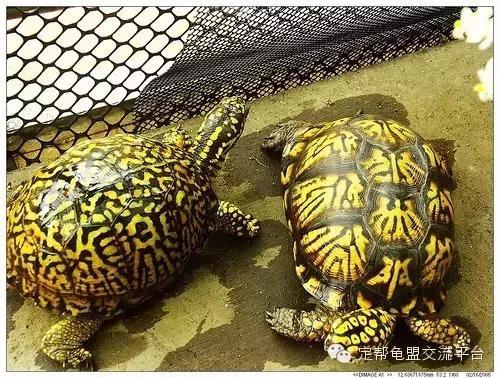 东部箱龟违法,东部龟饲养方法